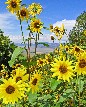 Sunflowers - John Lorenz