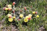 Cactus Flowers - Jerry Kaiser